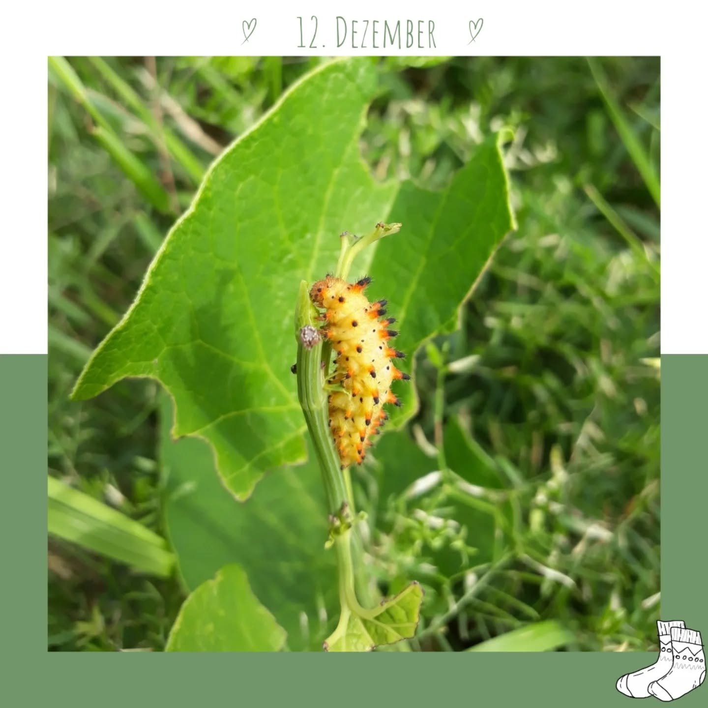 Ich wei&szlig;, ich wei&szlig; &ndash; auff&auml;llig viele Posts sind bei mir &uuml;ber Insekten. Aber wer kann es mir ver&uuml;beln? Wie h&uuml;bsch ist bitte diese Raupe? 🐛
Es ist leider schon lange her, dass ich sie gesehen habe &ndash; und es w