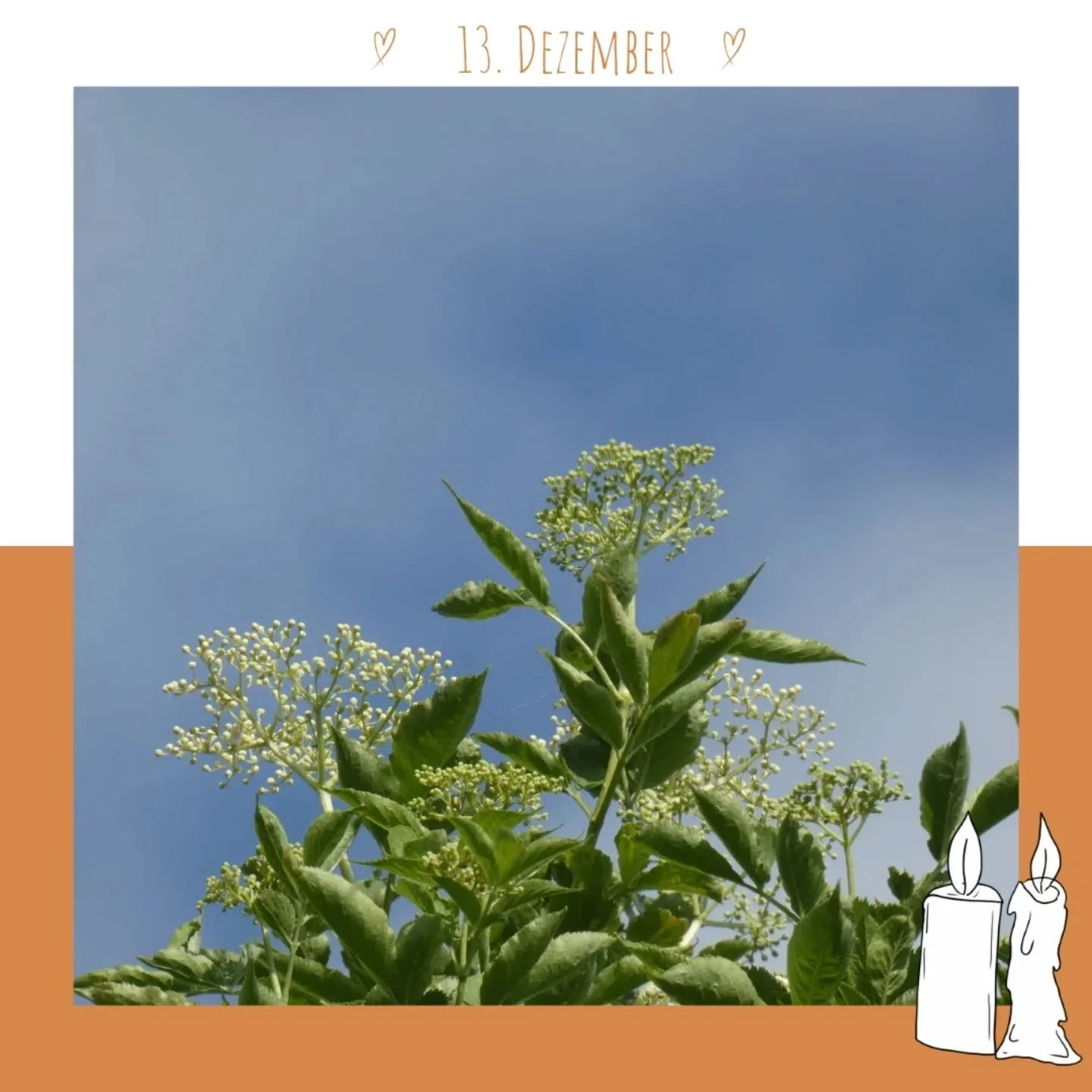 Wusstest du, dass die Bl&uuml;te des Hollers in &Ouml;sterreich ganz genau beobachtet wird? 🌿✨
Warum? Weil sie zeigt, wo die Natur gerade steht. Anhand der Hollerbl&uuml;te wird der ph&auml;nologische Stand berechnet &ndash; und der entscheidet soga