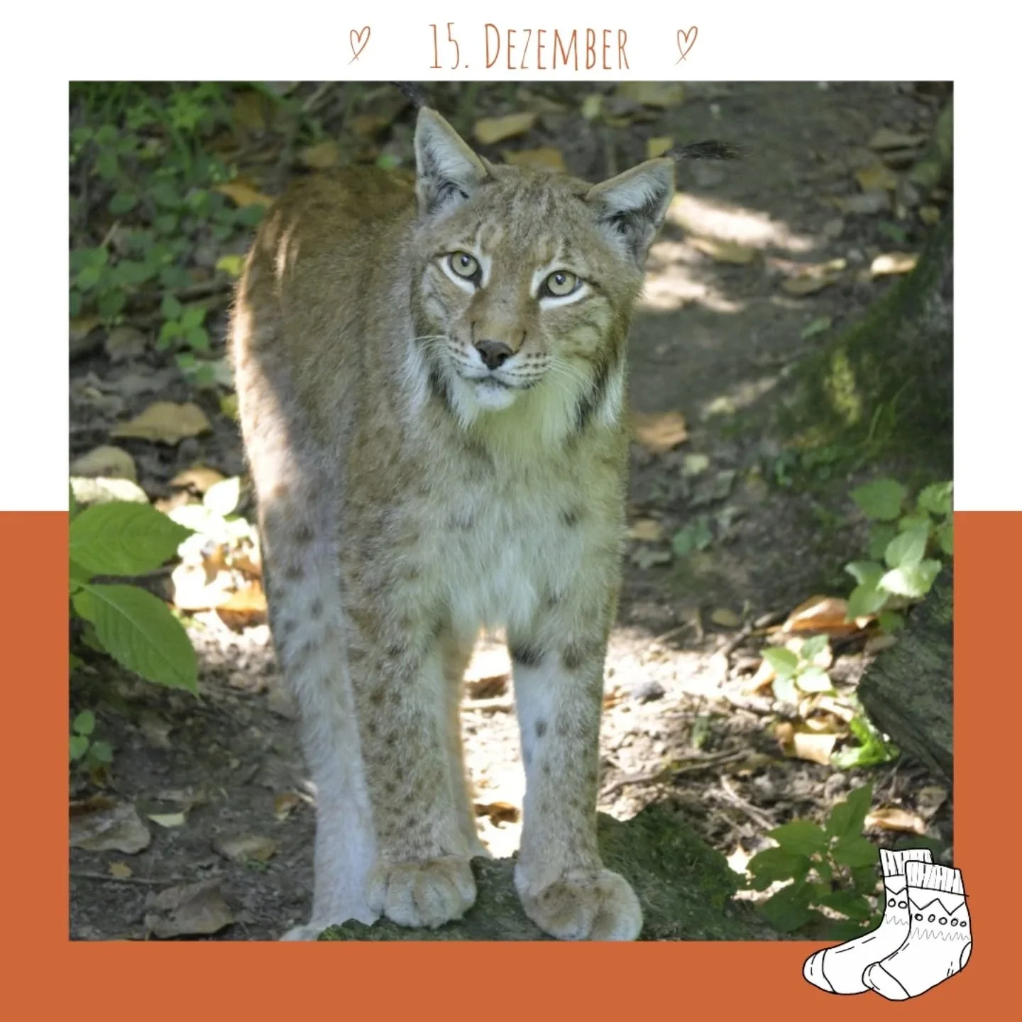 Wir sprechen oft vom dem Luchs &ndash; dabei ist &bdquo;Luchs&ldquo; eigentlich eine Gattung. 🐾
Innerhalb dieser Gattung gibt es vier Arten, alle auf der Nordhalbkugel:
den Eurasischen Luchs in Europa und Asien, den stark bedrohten Pardellluchs auf 