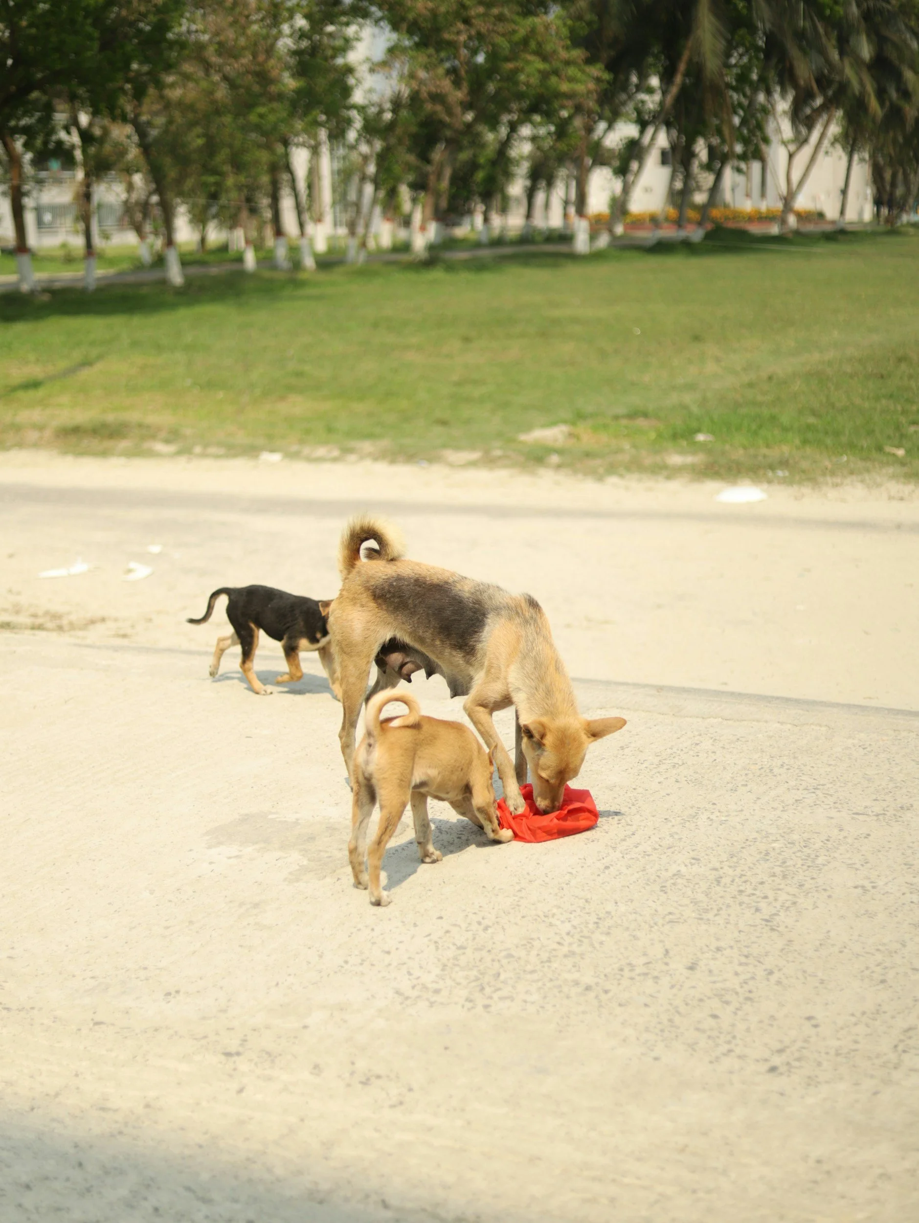 Three dogs on a sandy area, two of them are eating from a red cloth while the third stands nearby. There is a grassy area with trees and some buildings in the background.