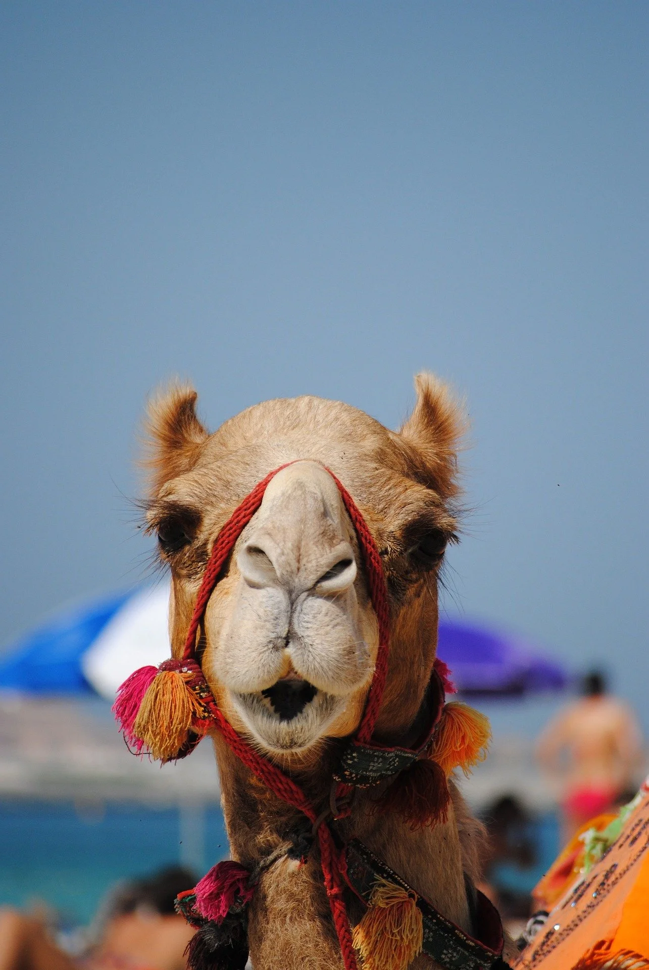 Close-up of a camel's face with a decorative red and orange bridle, against a beach background with umbrellas and people.