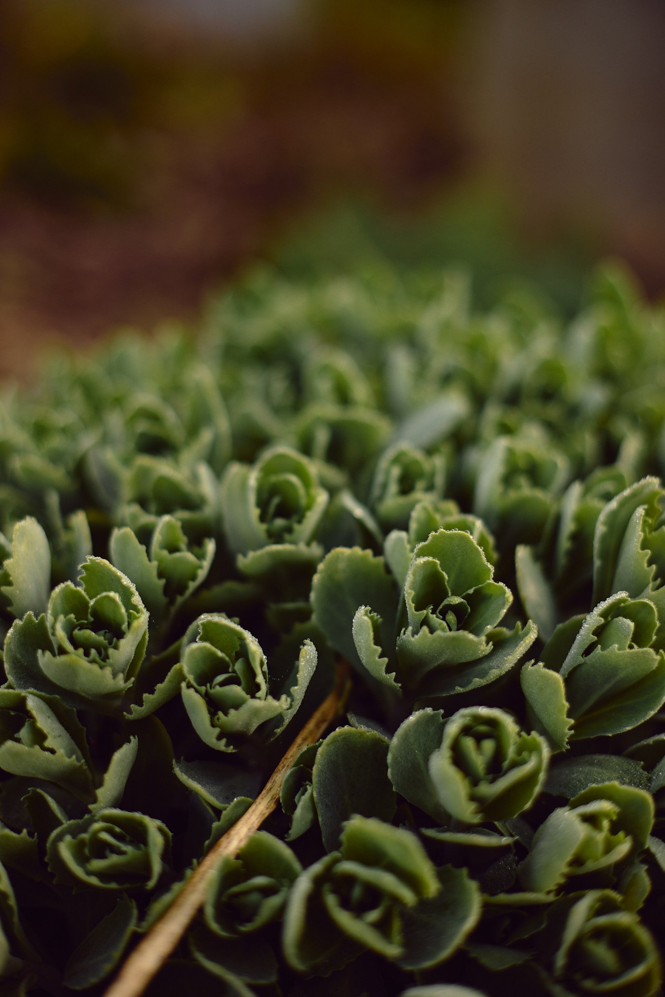 KATIELEONARD-PERSONAL-26 19.jpg