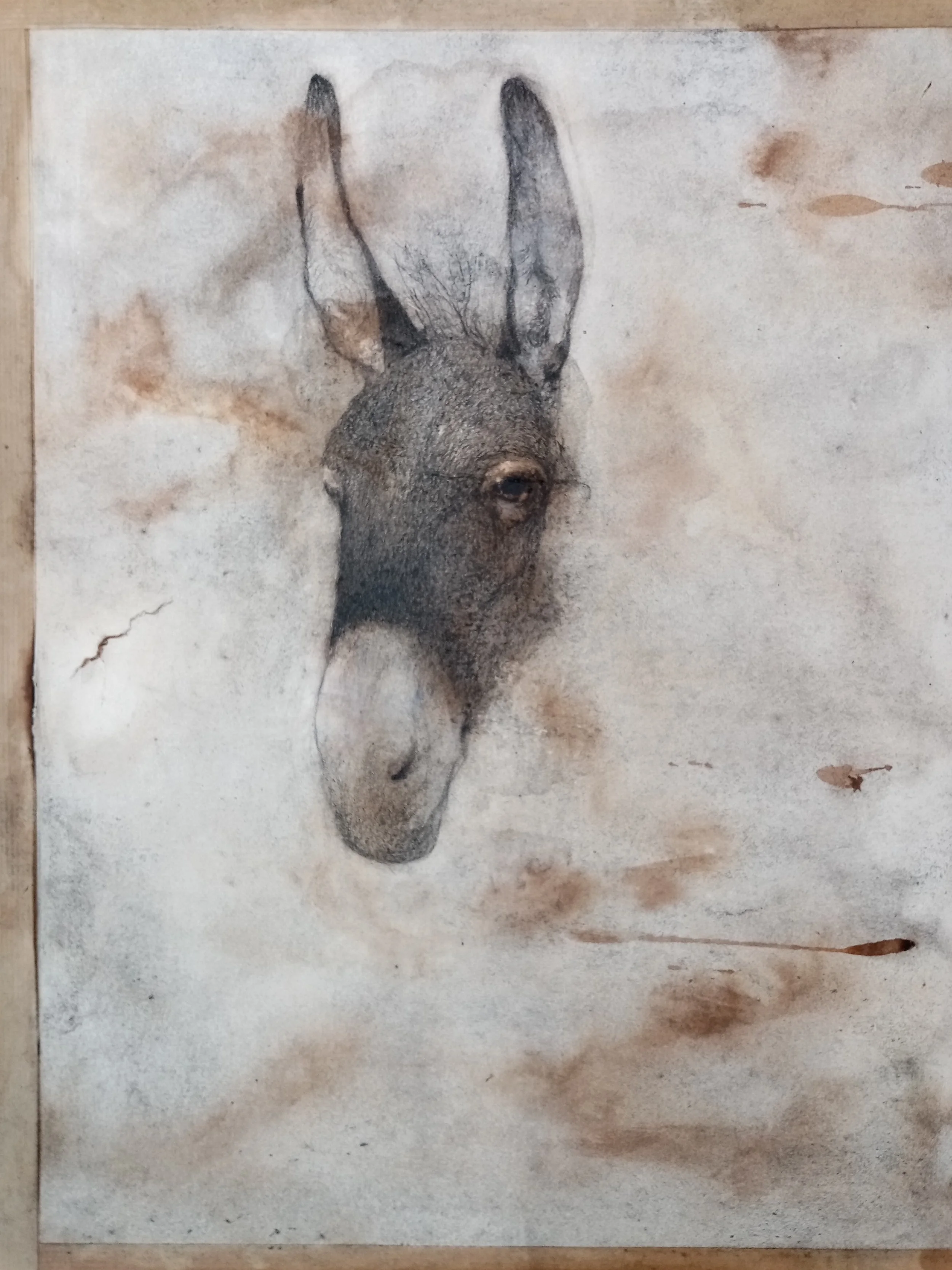 Ane 39.5x51  encre et crayon sur papier.jpg