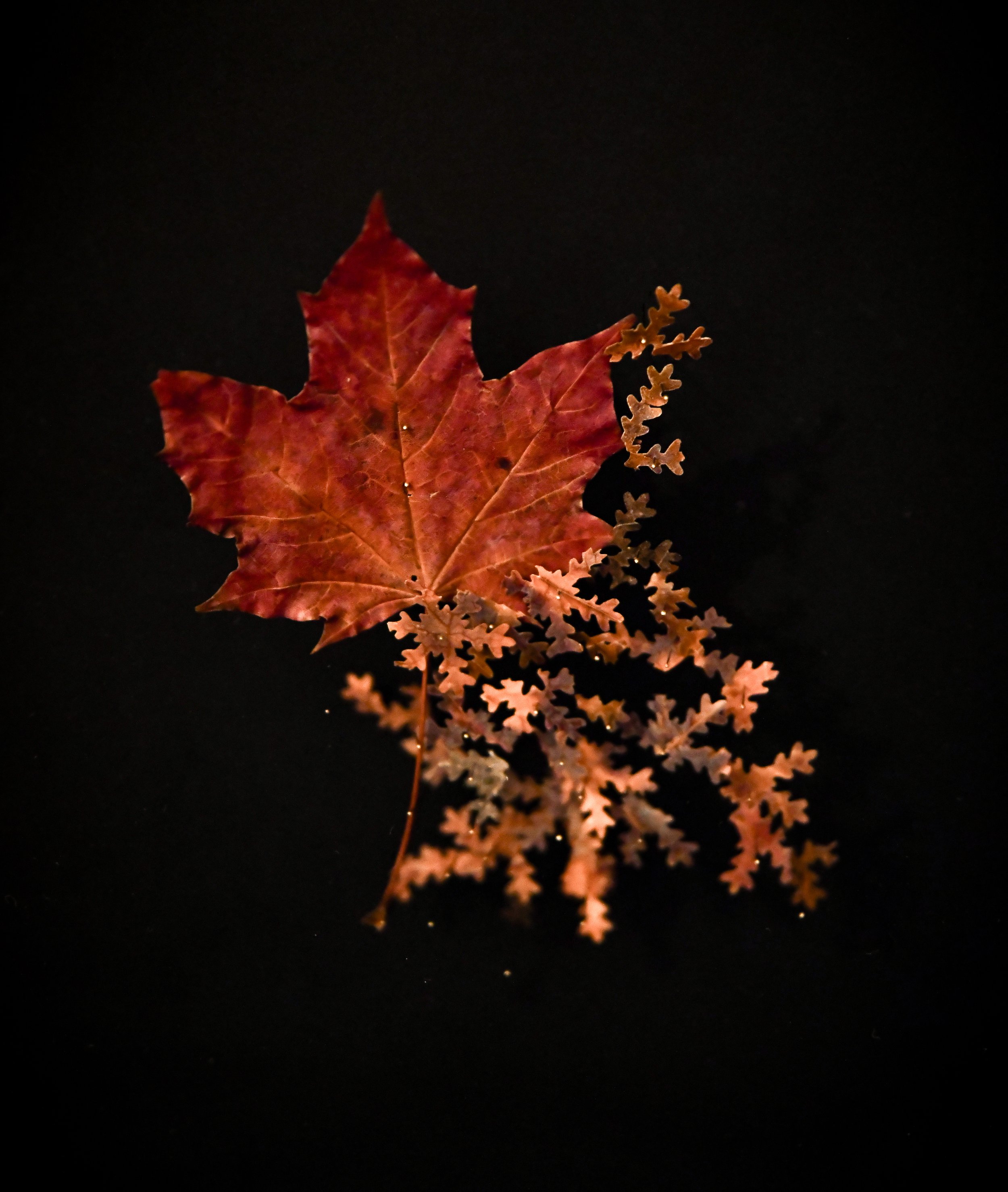 JUSTIN_PALERMO 2.JPG