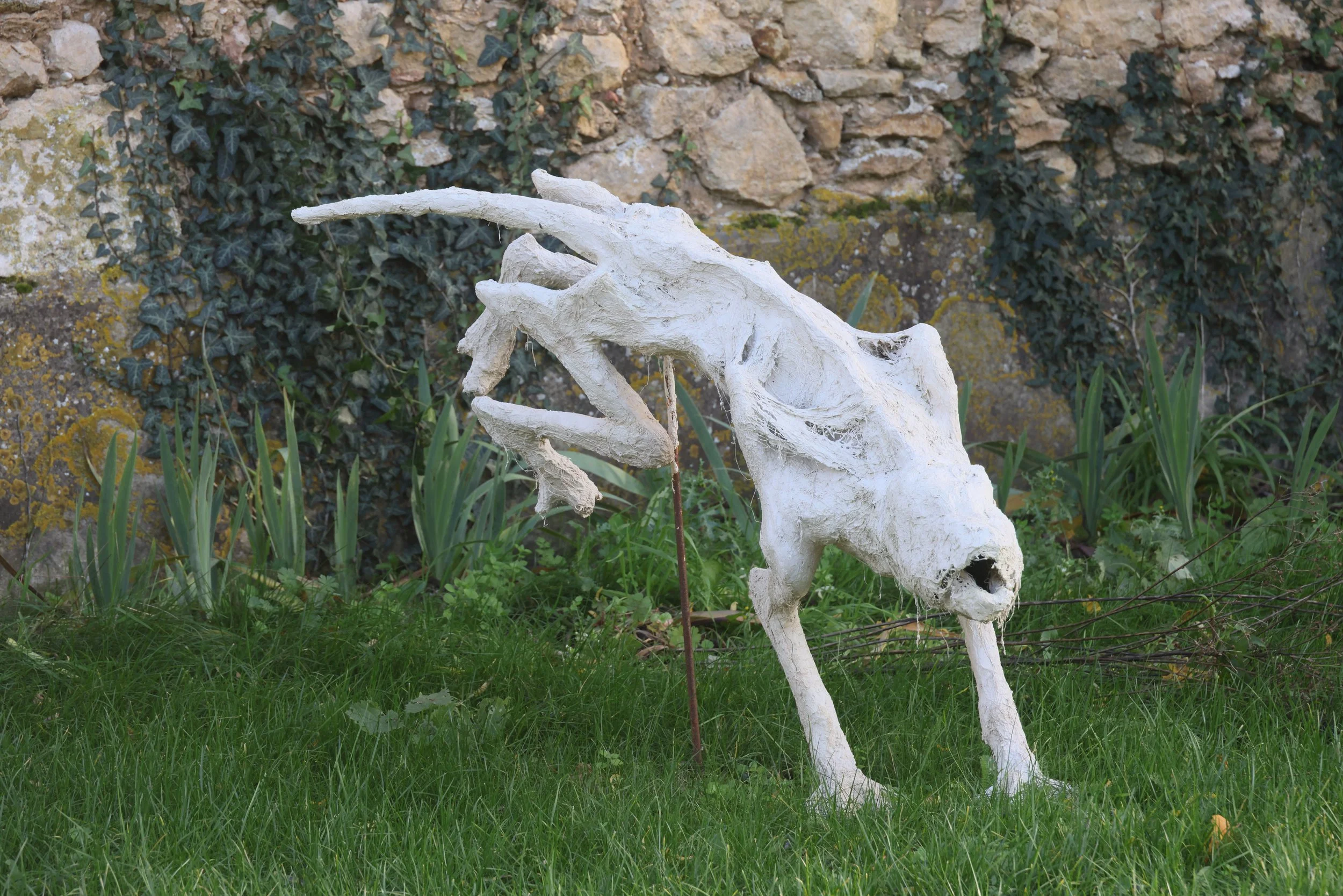 Chien TLEO 2.jpeg