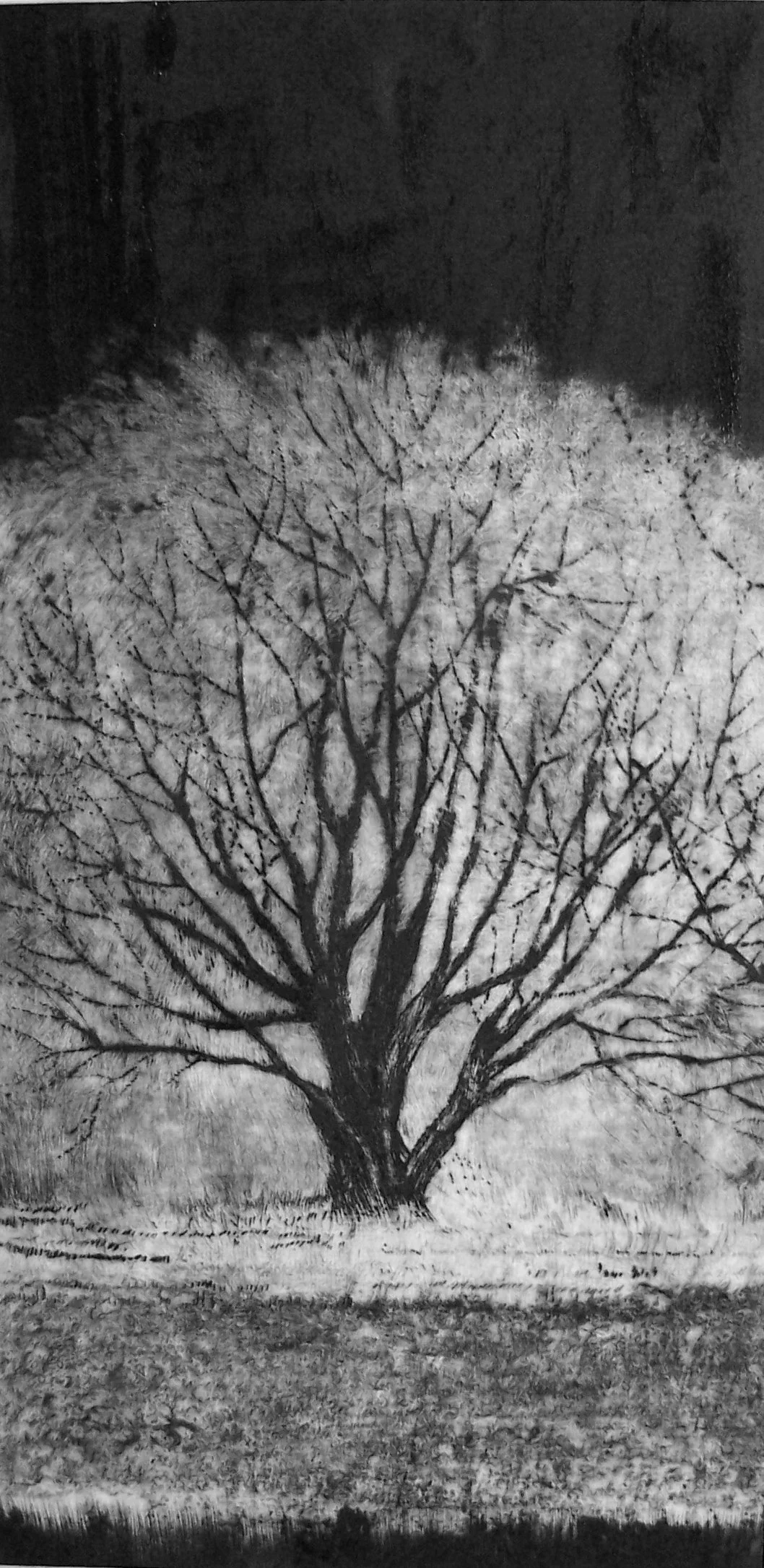 Arbre blanc-  20x39 cm-v.loiseau.jpg