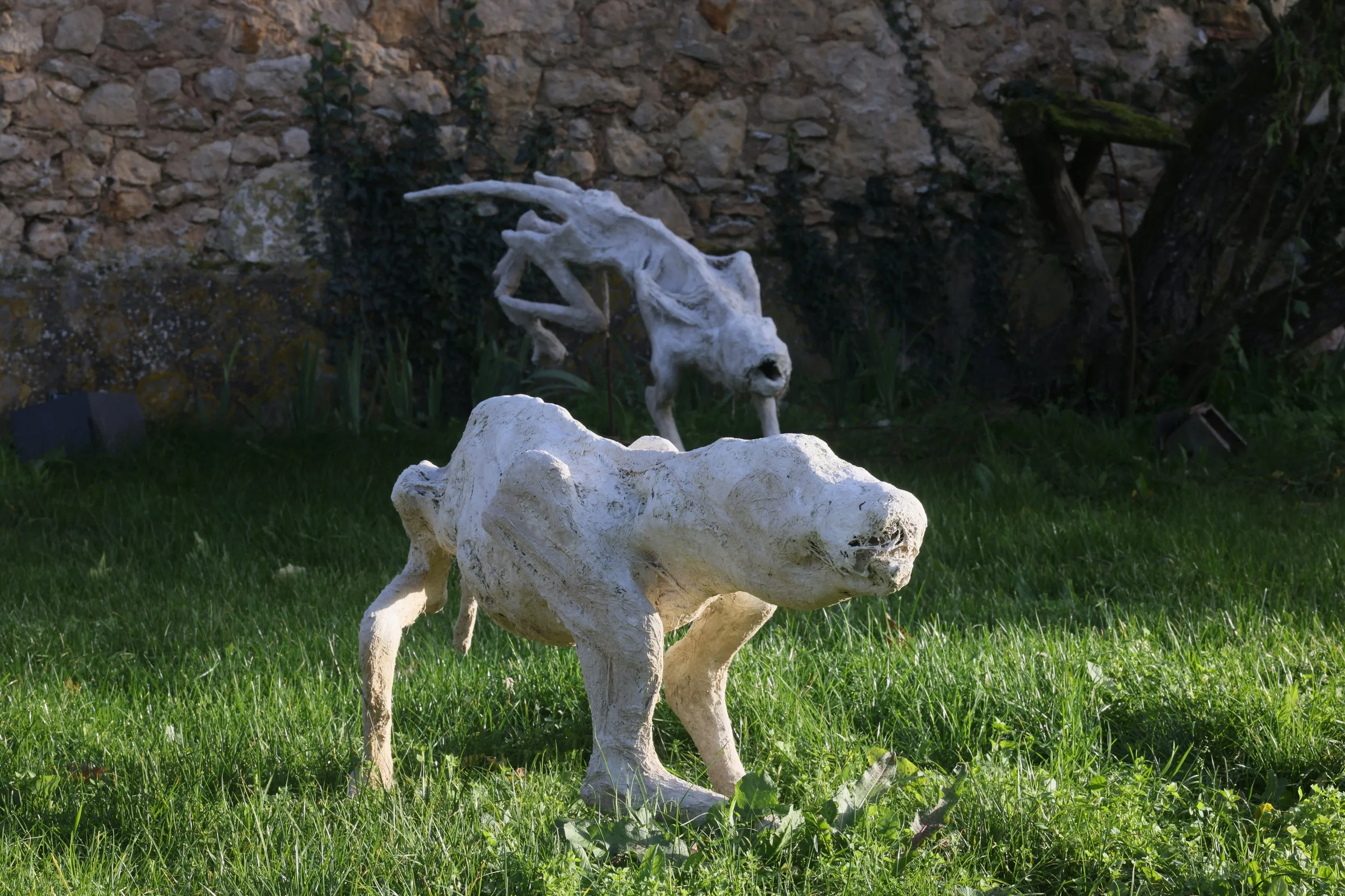 Chien TLEO 1.jpeg
