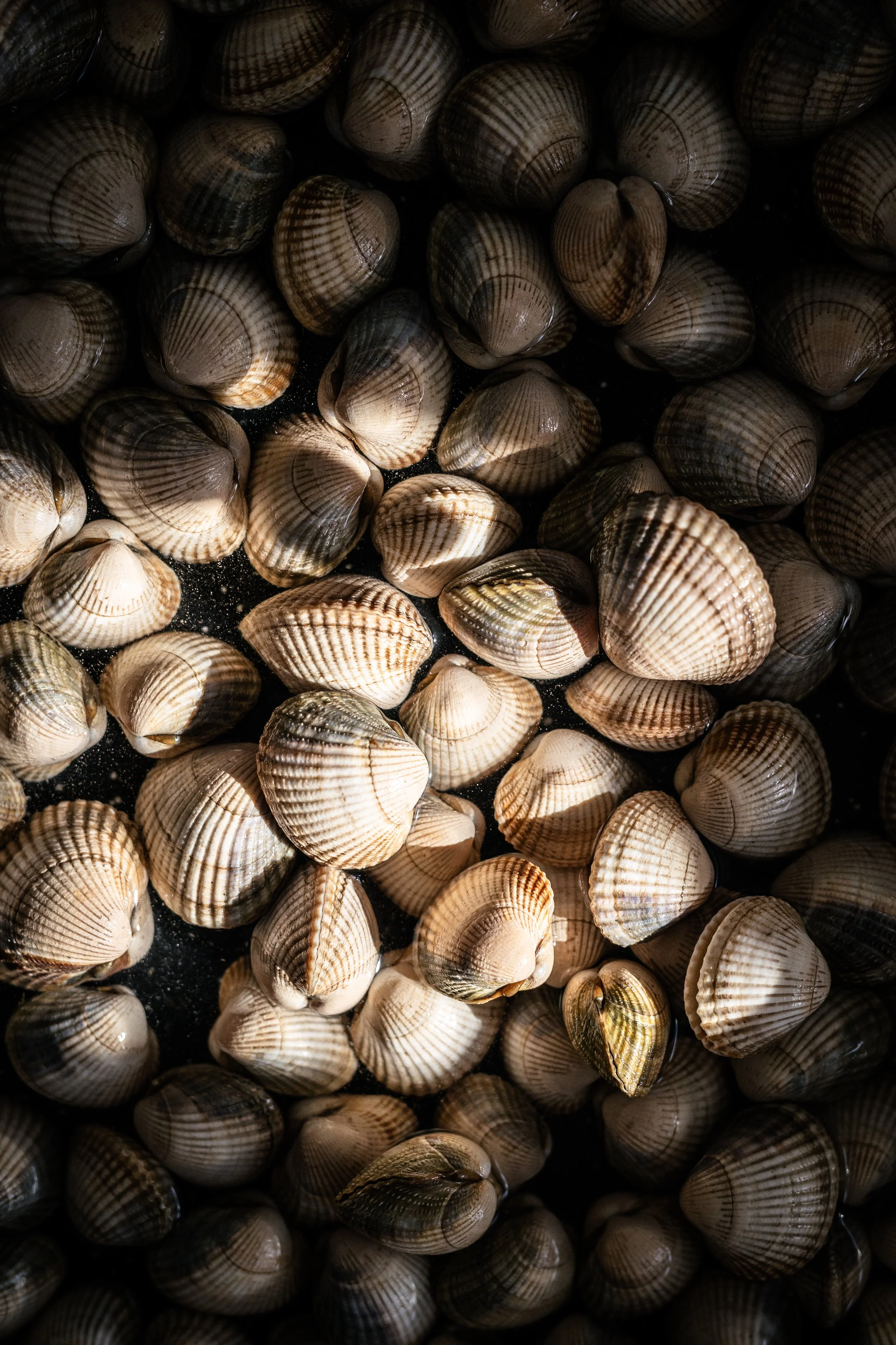 Vongole_fotoKM-100.jpg