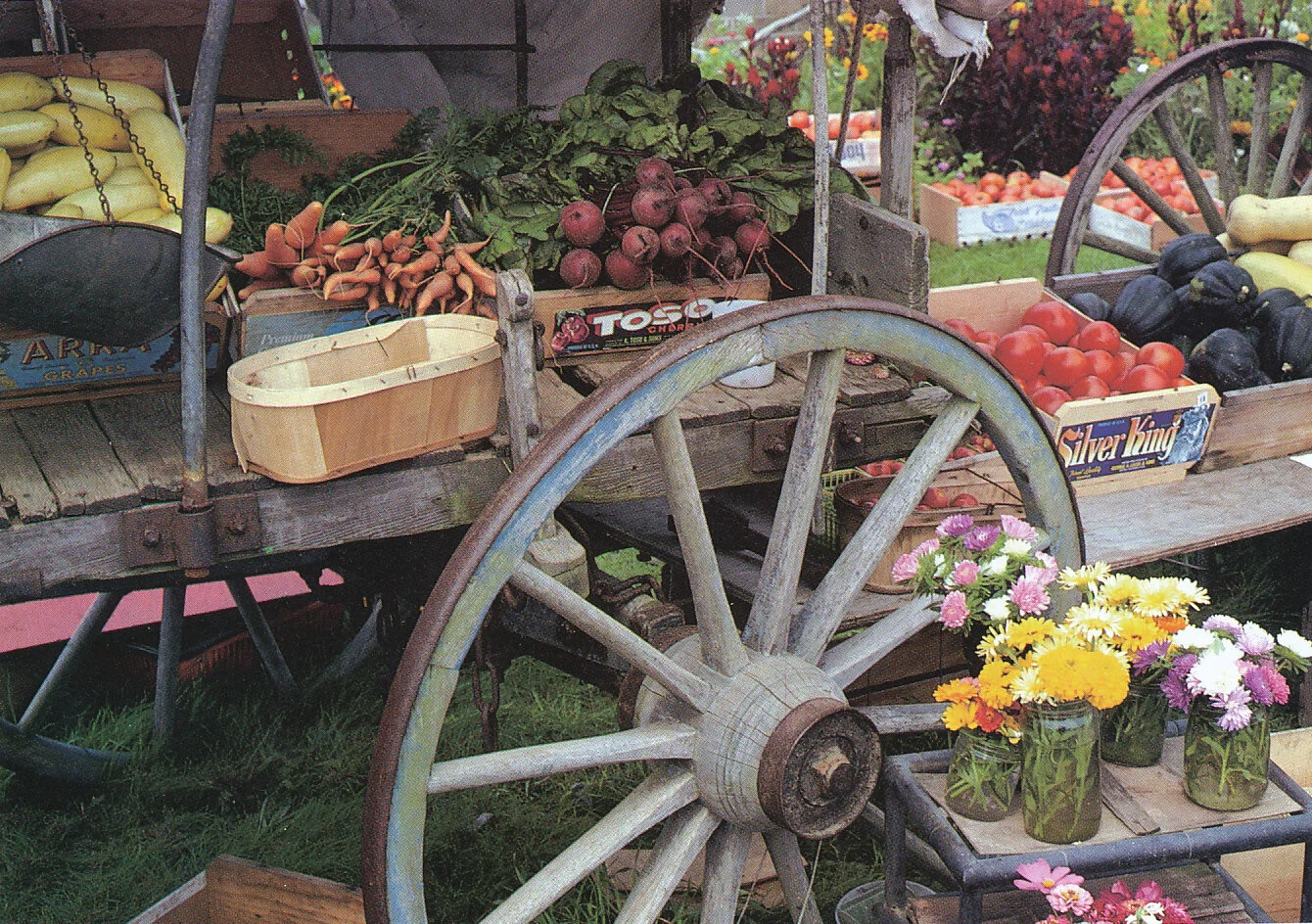 The beauty of their homegrown vegetables. From 'The Victory Garden Cookbook', 1982.
