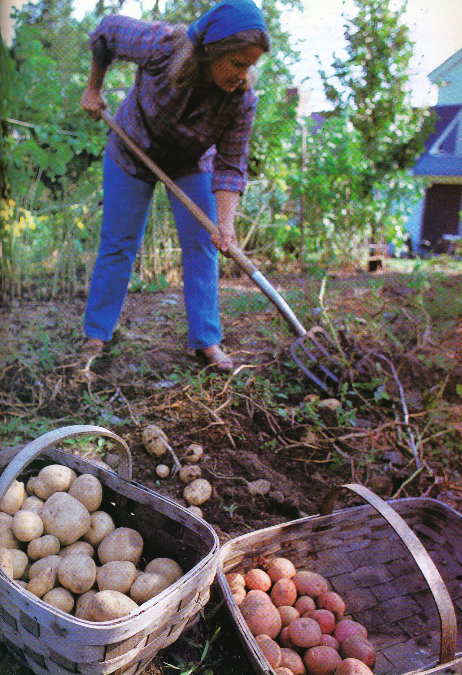Marian showing potatoes. From 'The Victory Garden Cookbook', 1982.