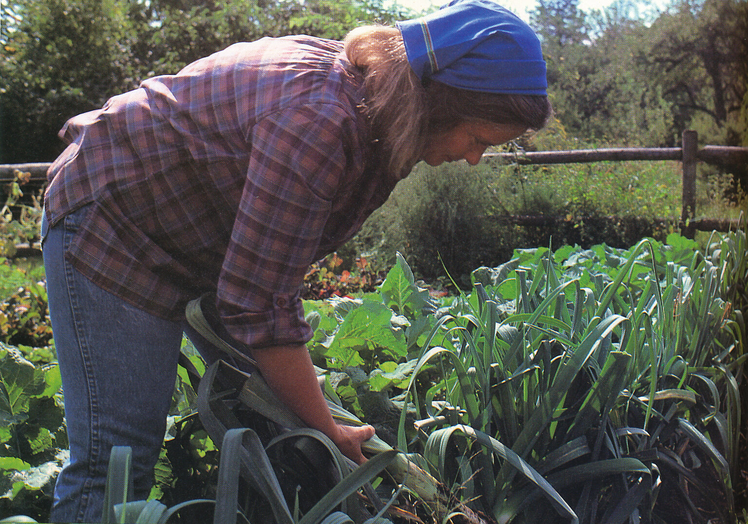 A garden full of leeks. From 'The Victory Garden Cookbook', 1982.