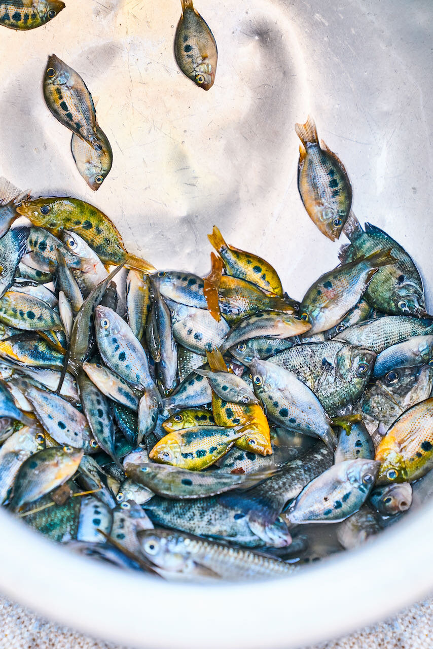 200129_KAYAL_PALLITHOD_FISH_AUCTION_5176.jpeg