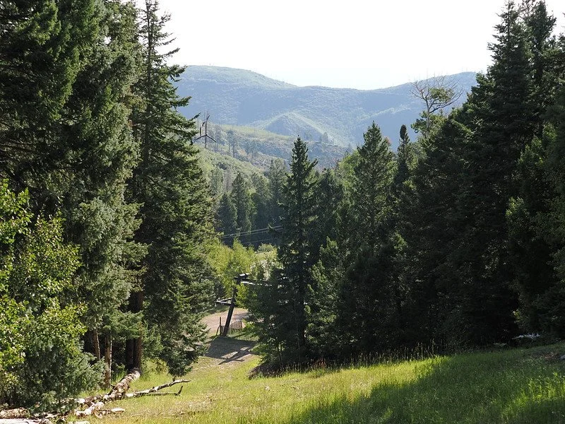 Pajarito Web VI.jpg