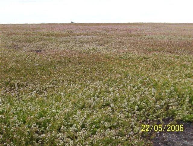 wild blueberry field post 3