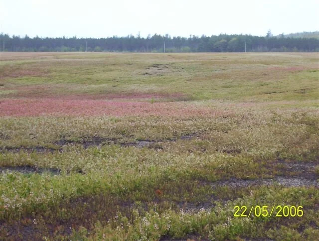 wild blueberry field post 2