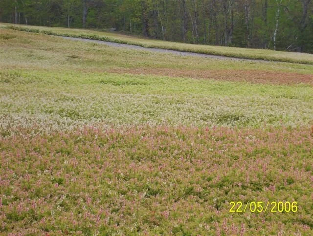 wild blueberry field post 1