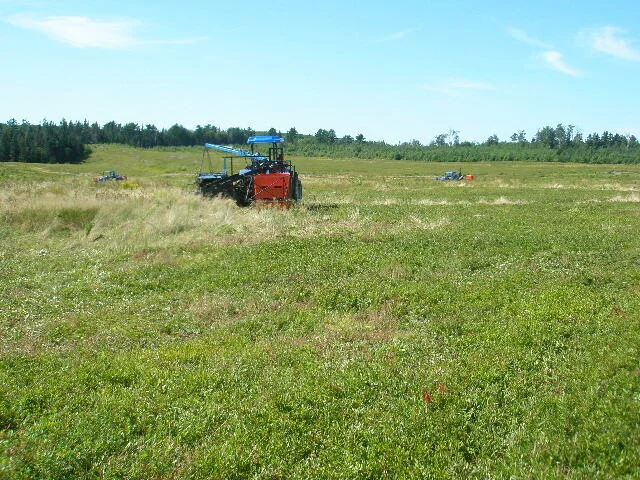 Tractor in wild blueberry field