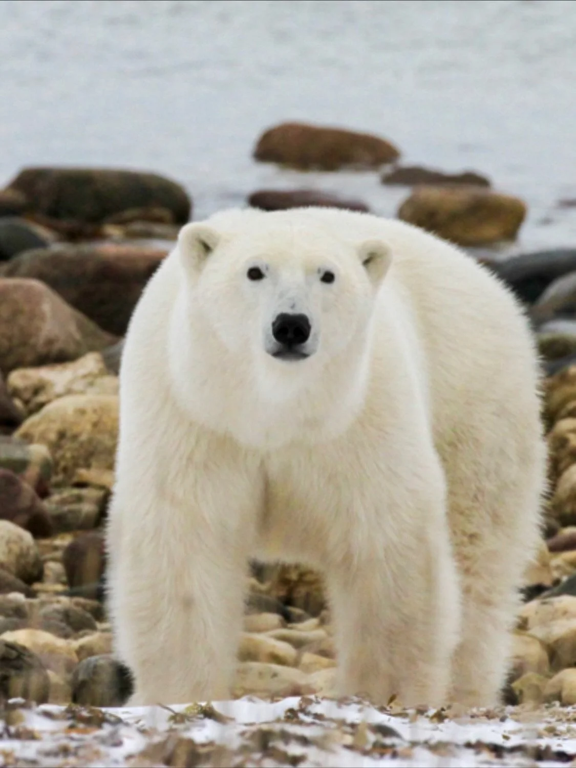 Some pics I haven&rsquo;t shared before&hellip;.

A few years ago @gramlich2903 and I went on an incredible adventure with @naturalhabitatadventures to see polar bears in Churchill. 

If you asked me when I was younger what kind of weather I liked, I