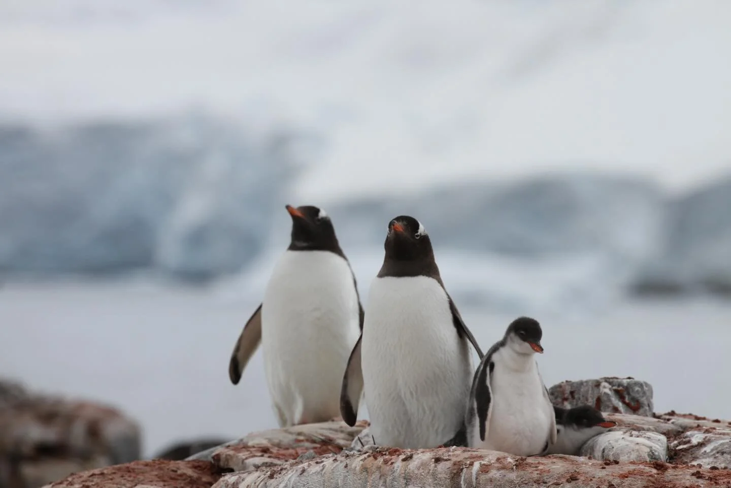 Came home from one of the most magical places I&rsquo;ve ever been. 

The Antarctic weather was so kind, from the crossing of the Drake, walking on giant ice sheets, and kayaking amongst glaciers, (to see how small we look in the ice field scroll thr