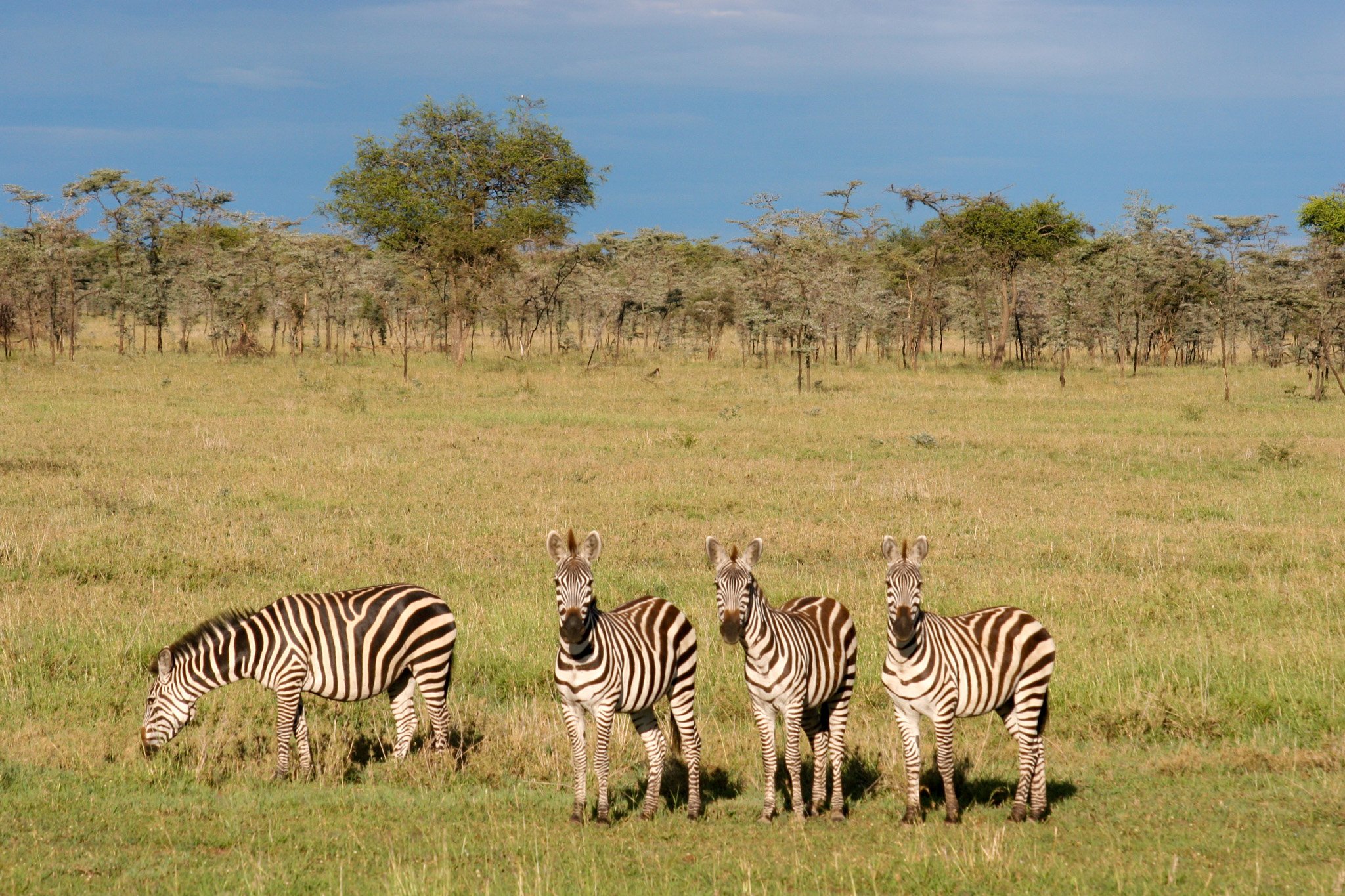 africa 2008 506.jpeg