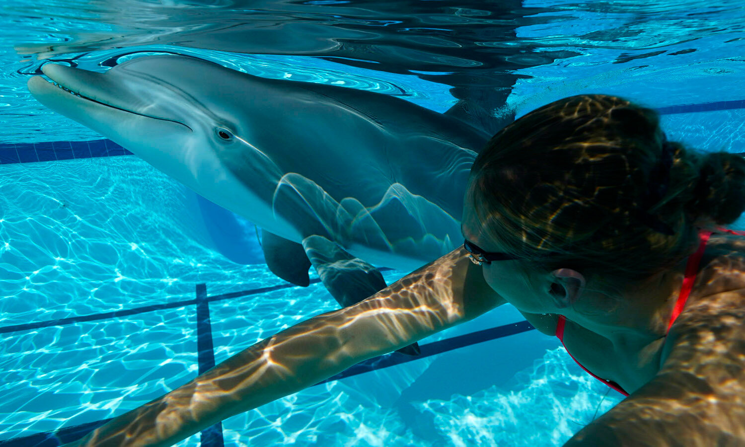 Robot de piscine électrique Dolphin Spirit