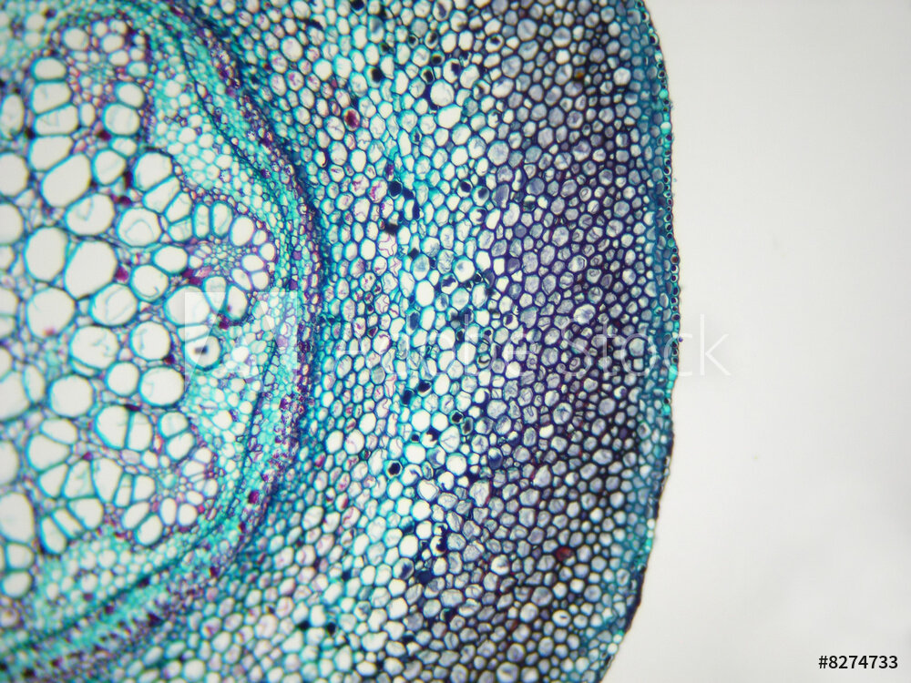 AdobeStock_8274733_Preview.jpeg