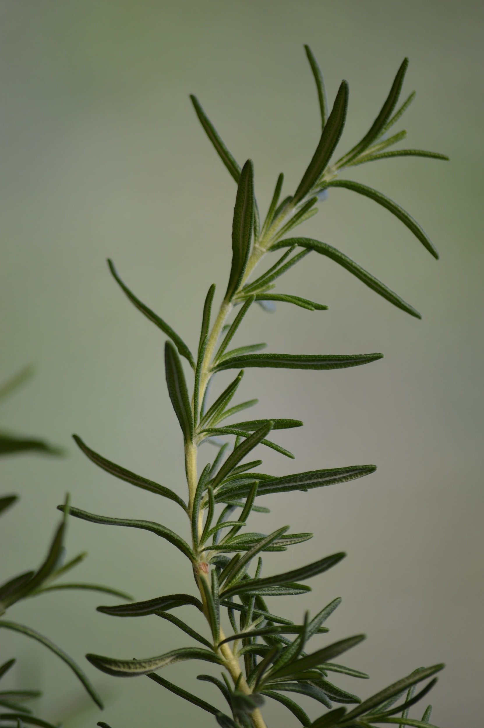 Is The Viral Rosemary Oil Treatment The Secret To Hair Regrowth? — NHL