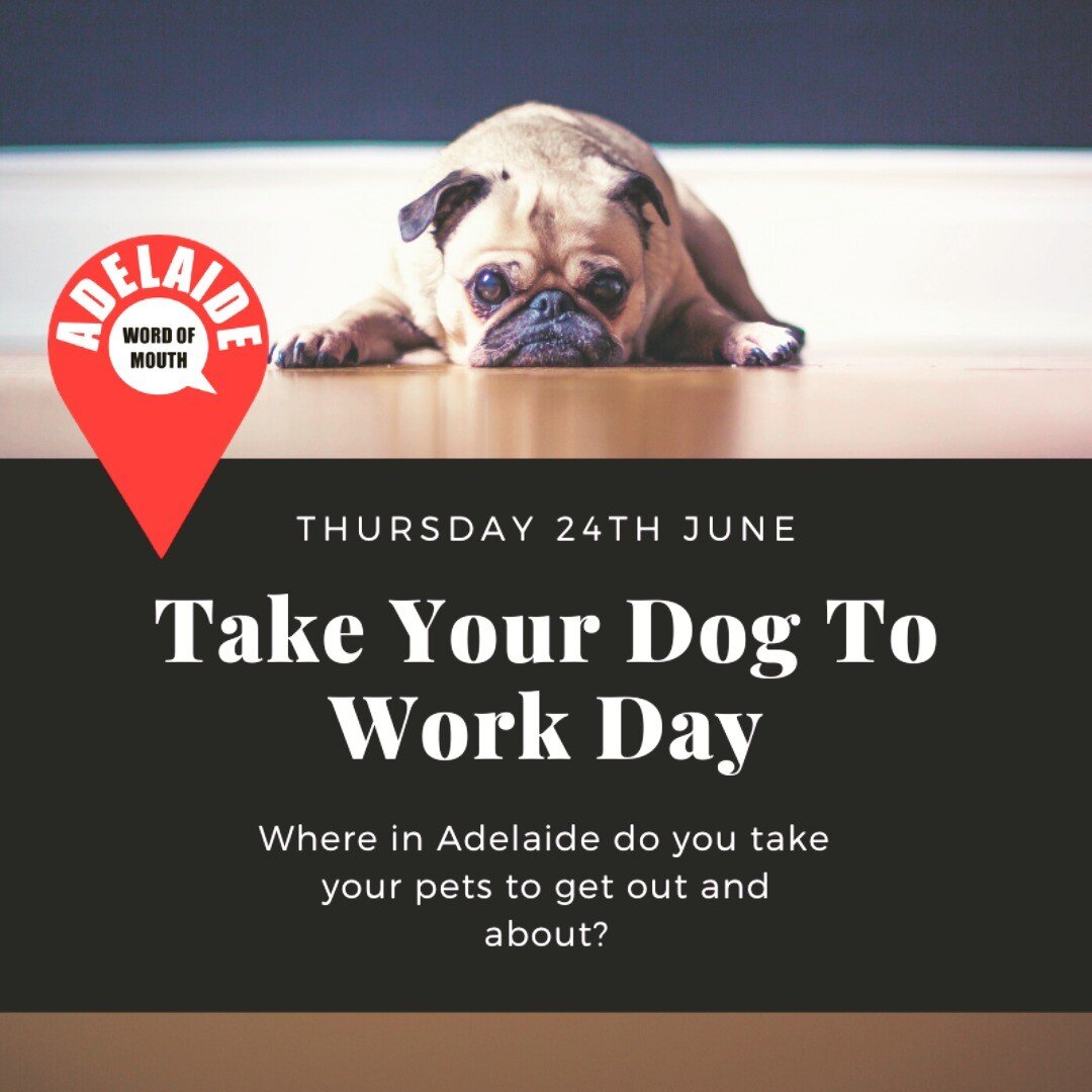 More than just our networking event coming up on Thursday. It's Take Your Dog To Work Day! Post us a photo of your furry friends at work. 

#workdog #adelaidebusiness #adelaide #awom