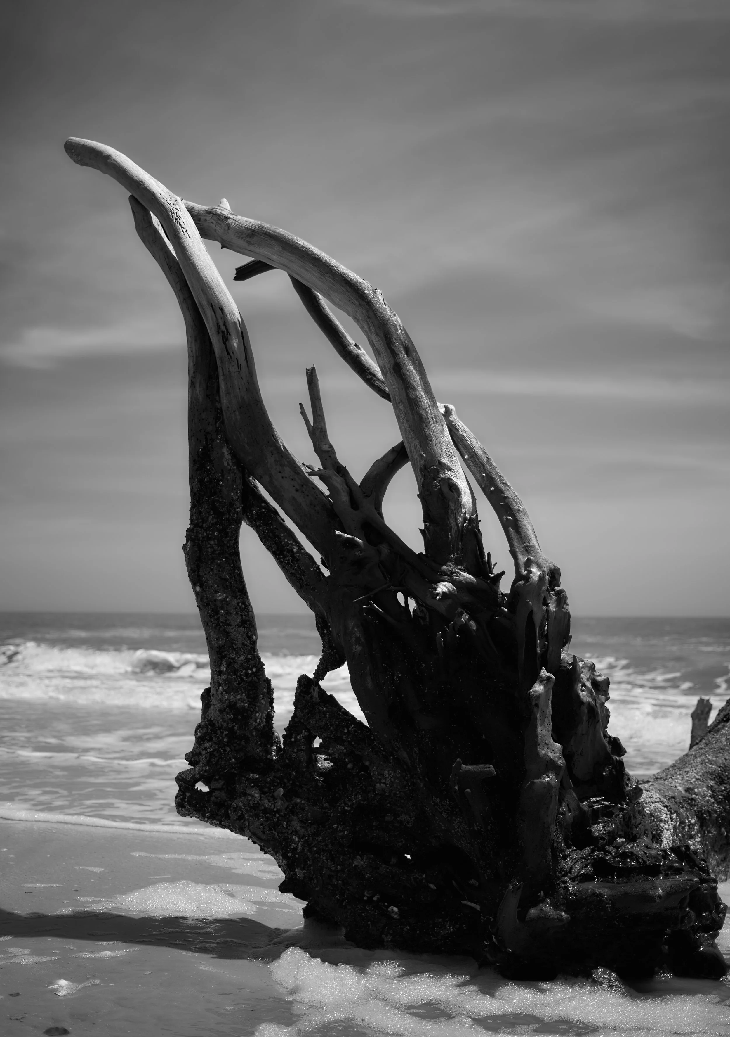 driftwood.22 1.jpg