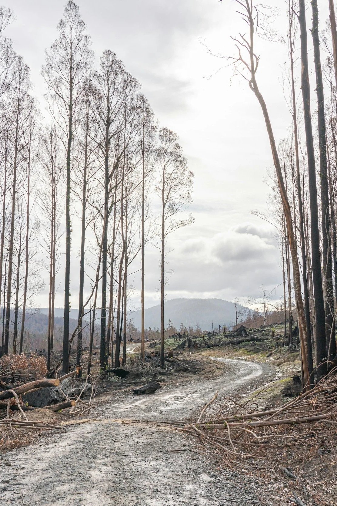 A landscape of a burned forest with a dirt road, charred tree trunks, and mountain background under cloudy sky.