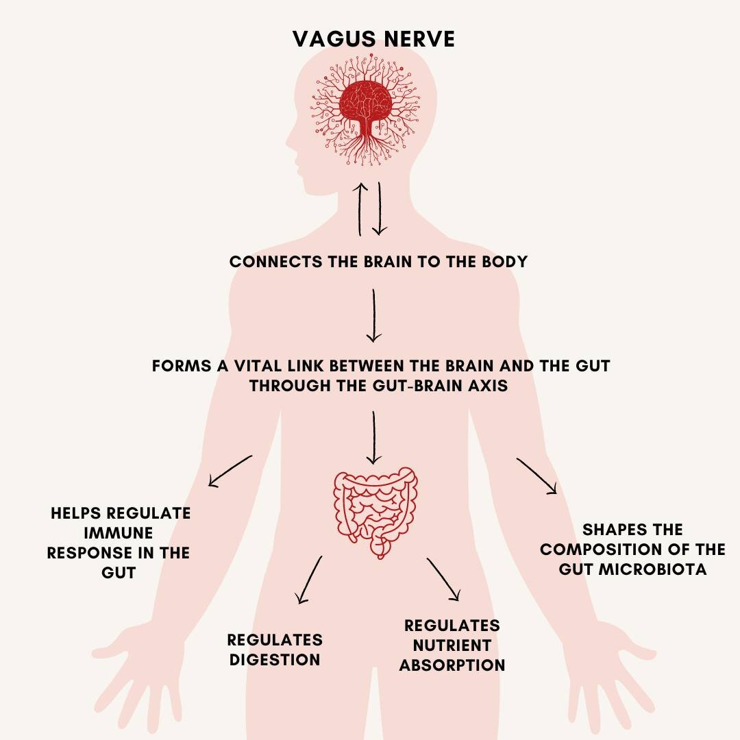 Have you heard about the vagus nerve before?

It&rsquo;s a bi-directional nerve that connects the brain to the body, and when stimulated can counterbalance the effects of stress by activating the relaxation response!

This nerve can impact functions 