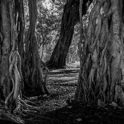 URBAN WILDERNESS