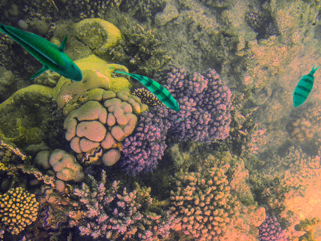 Coral