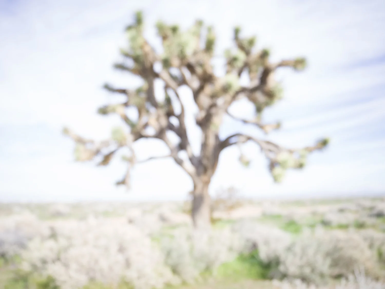 25.DG_Central_unfocused copy.jpg