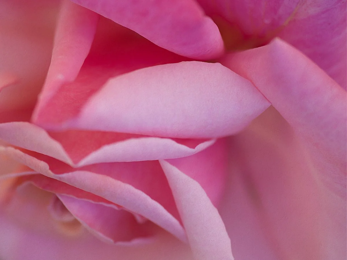 Pink Rose