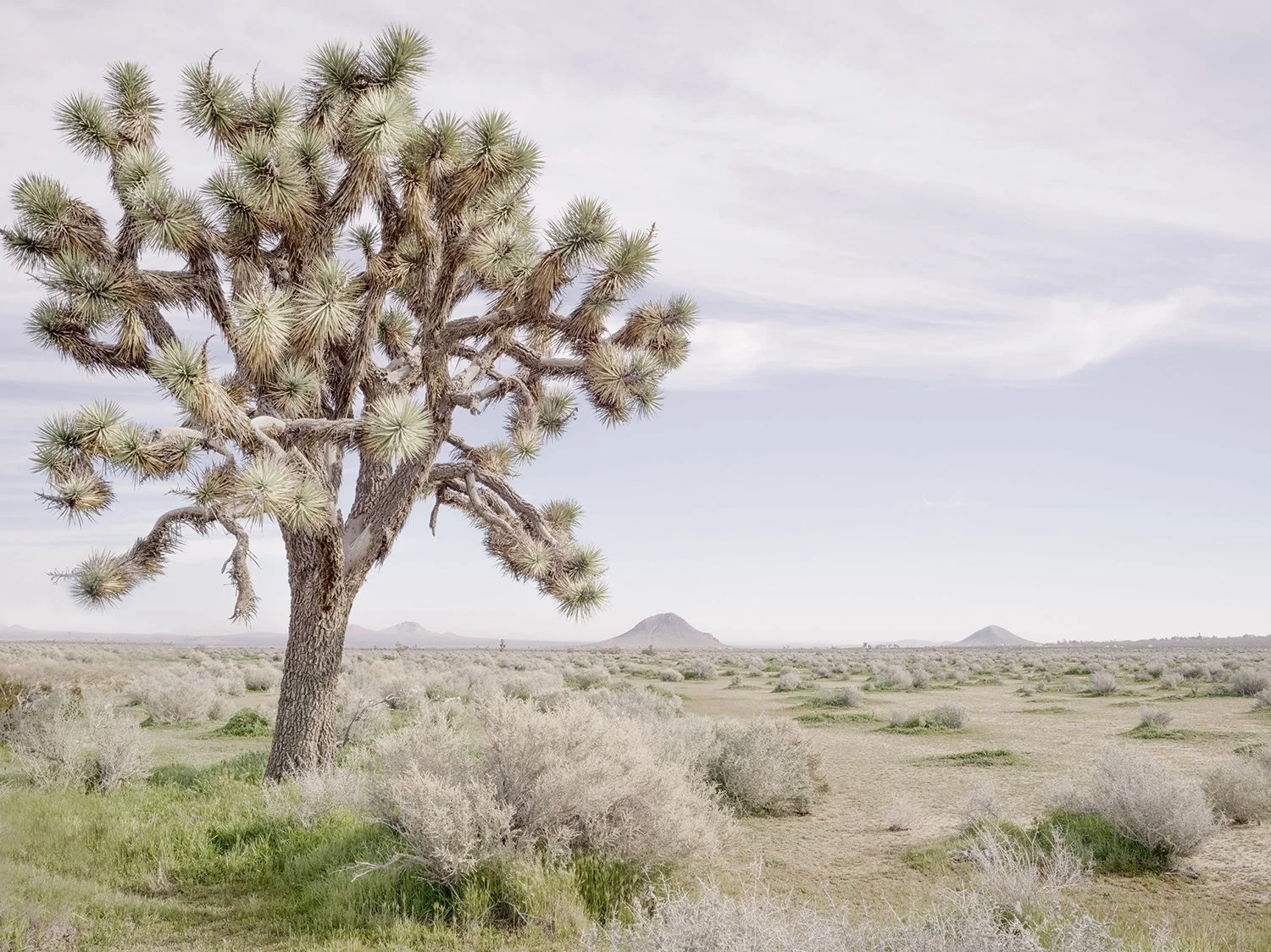 Desert Giant Left Side