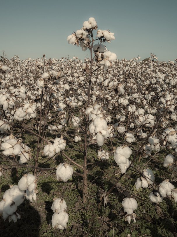 Cotton