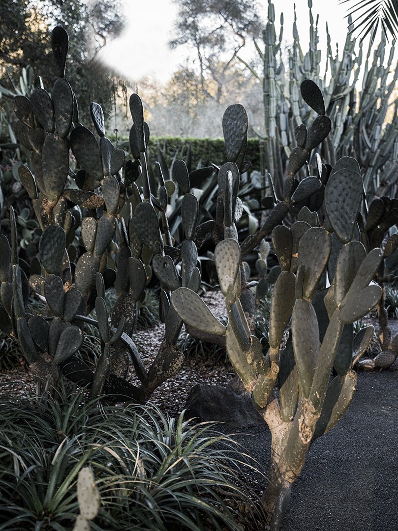 Sunset Cactus