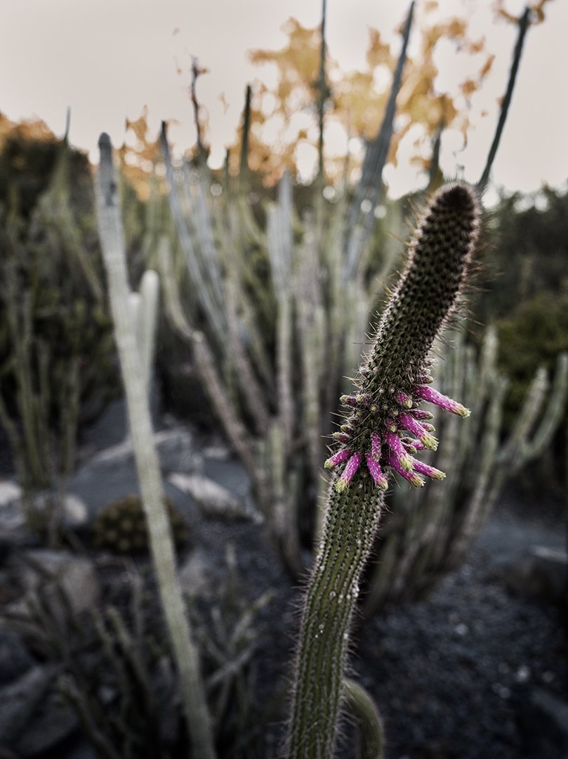 Pink Cactus