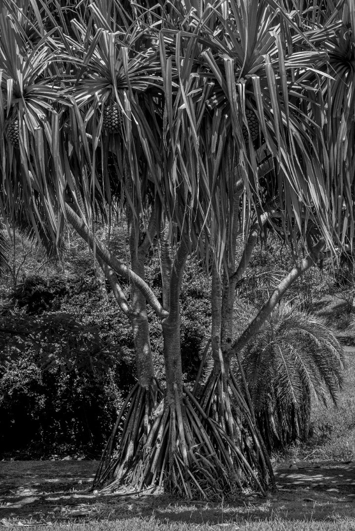 Hale Tree