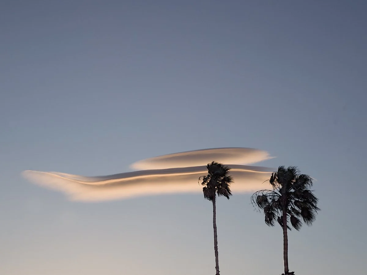 Two palm trees with windswept leaves in front of a clear sky, featuring odd, smooth, layered cloud formations.