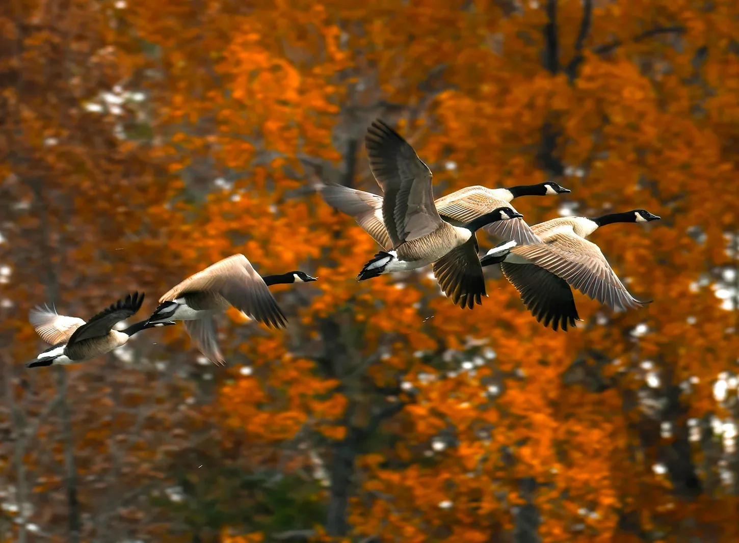 canada-geese-flying-autumn.webp