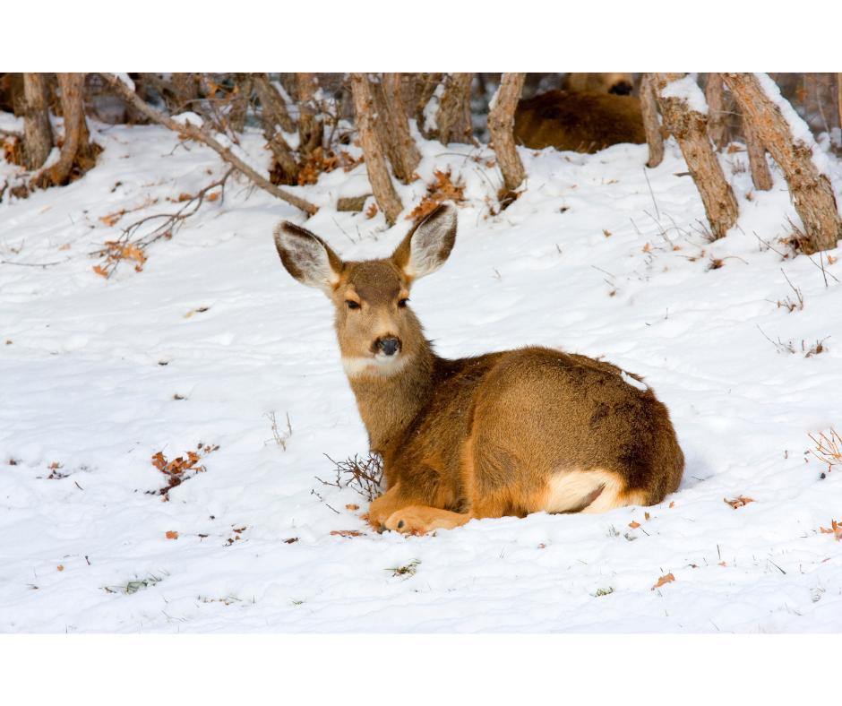 change of address.png