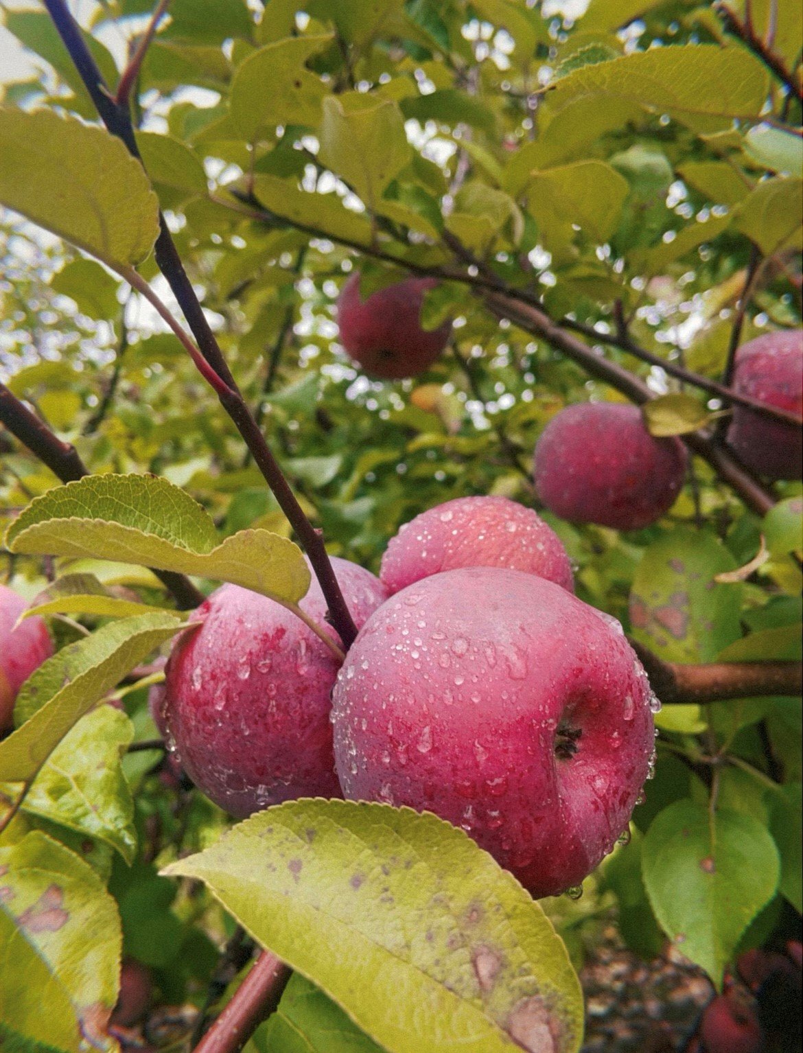 Services - Web Accessibility.jpg