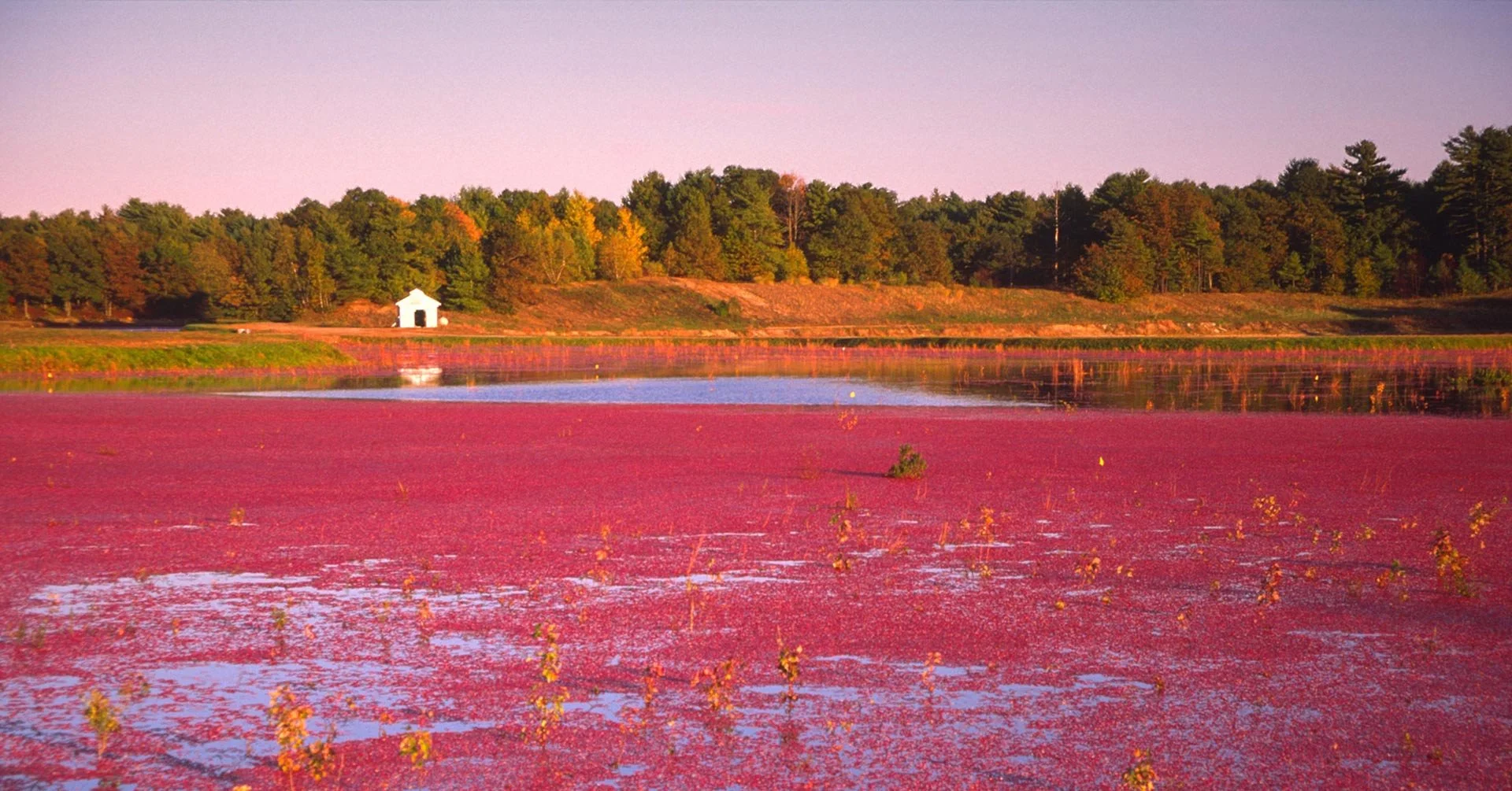 cranberries.jpg
