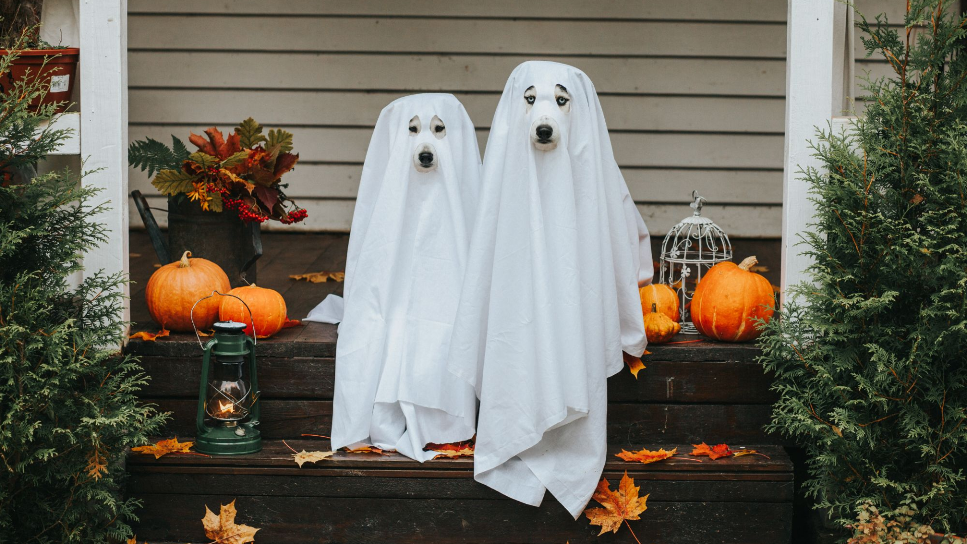 dog ghost.webp