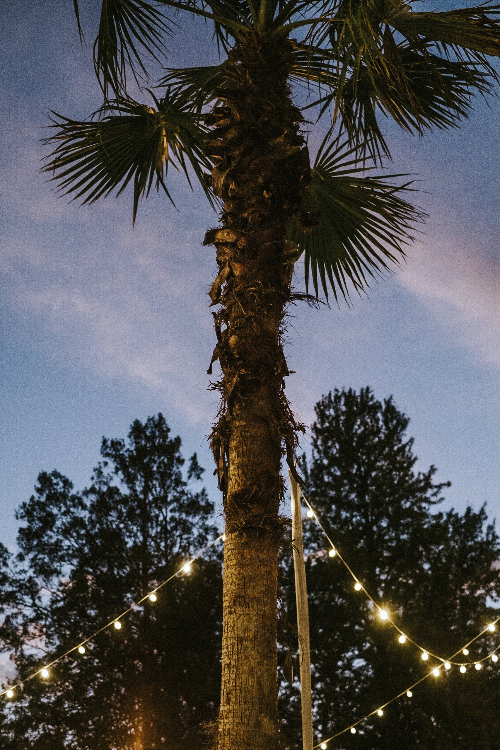 piper_palm_house_wedding_002.jpg