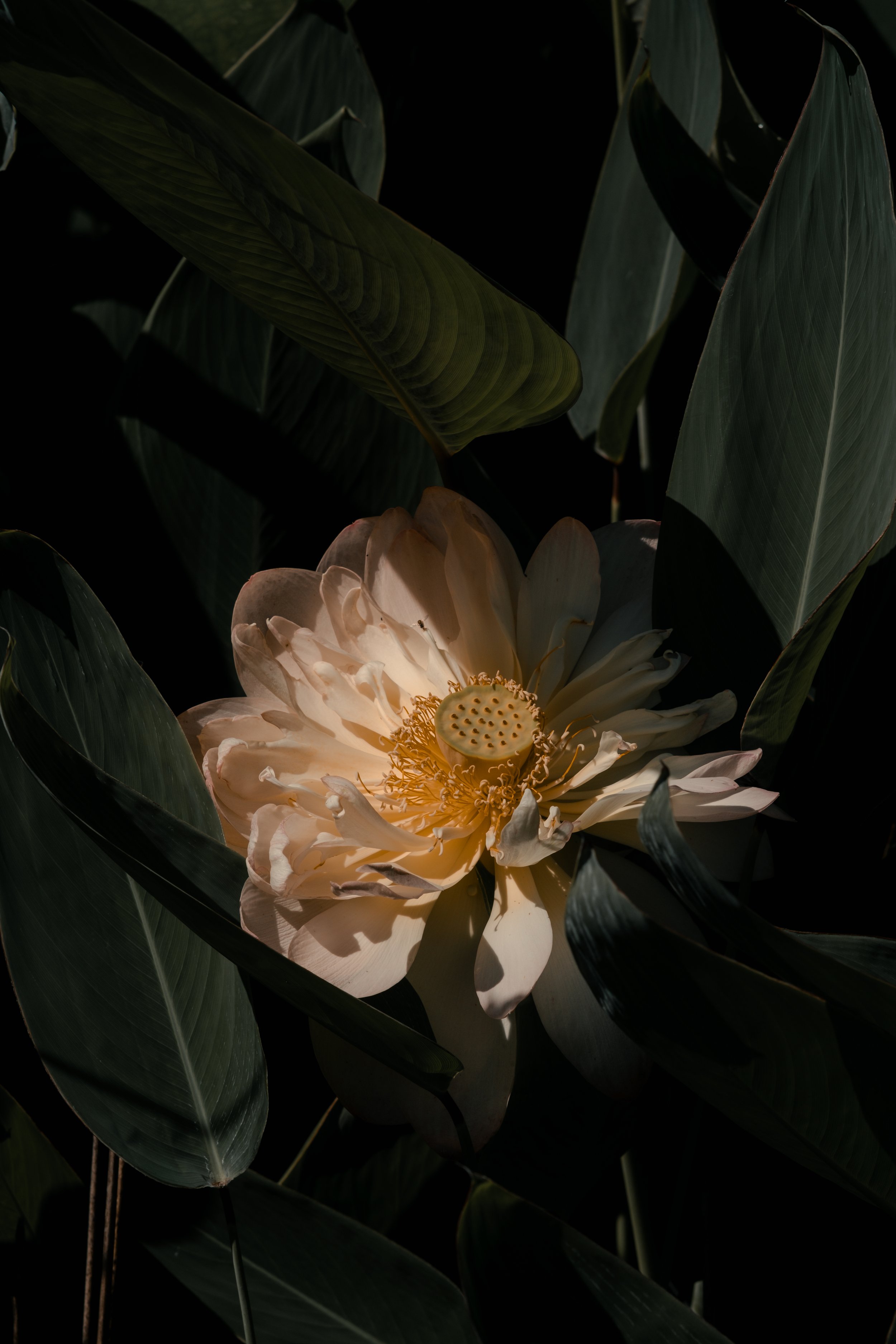 lotus-2.jpg