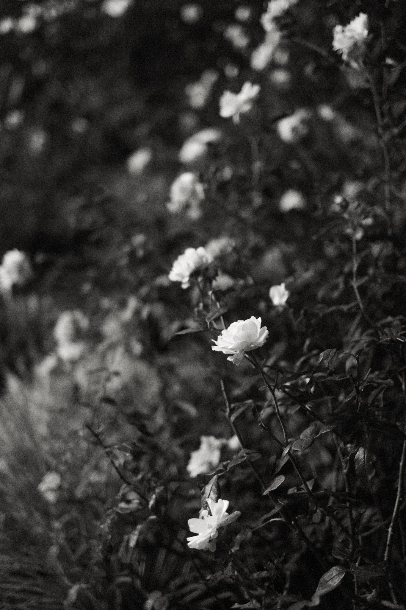 California_wedding_photographer-97.jpg