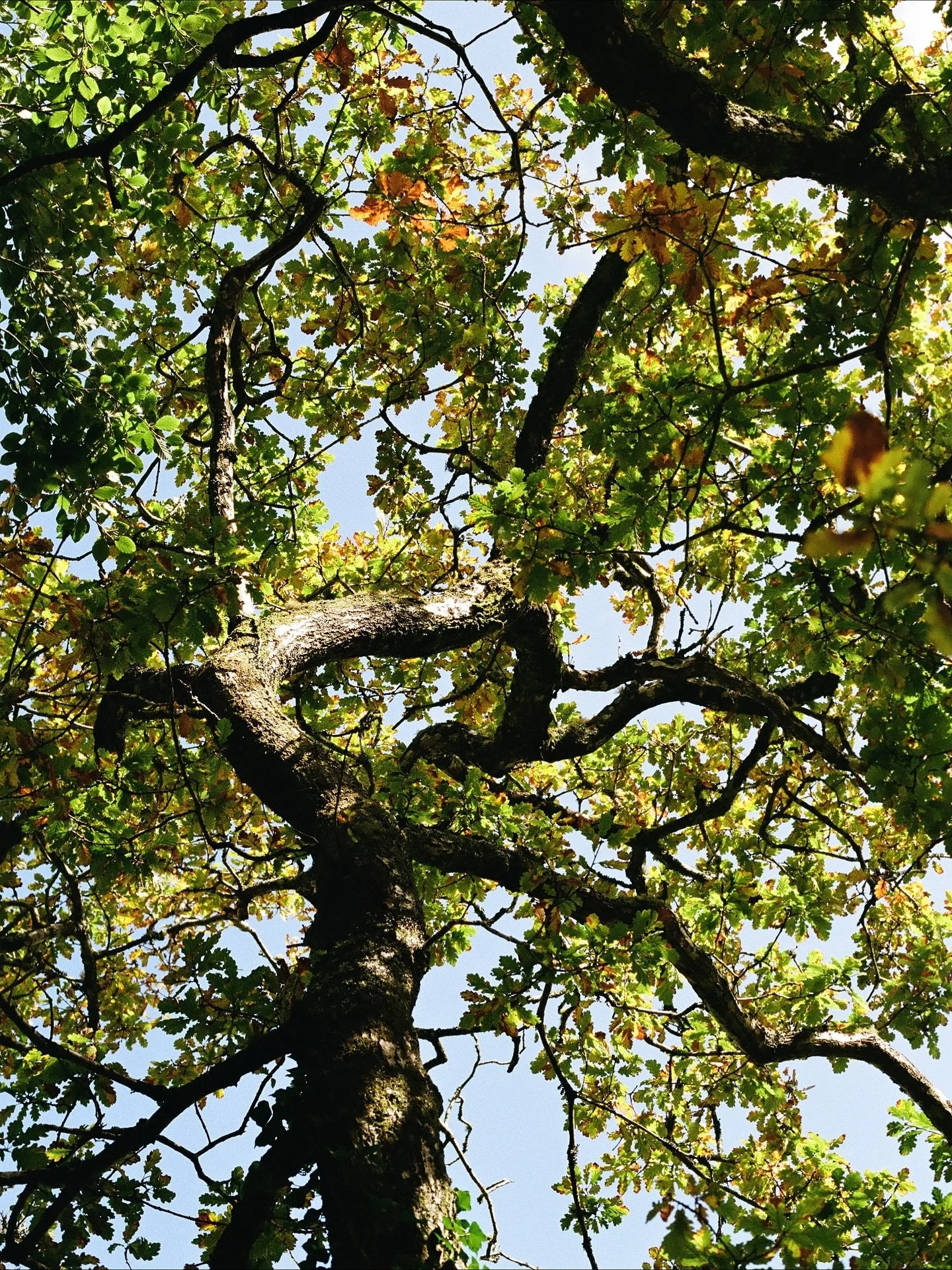 Watching the colours change.

#35mm